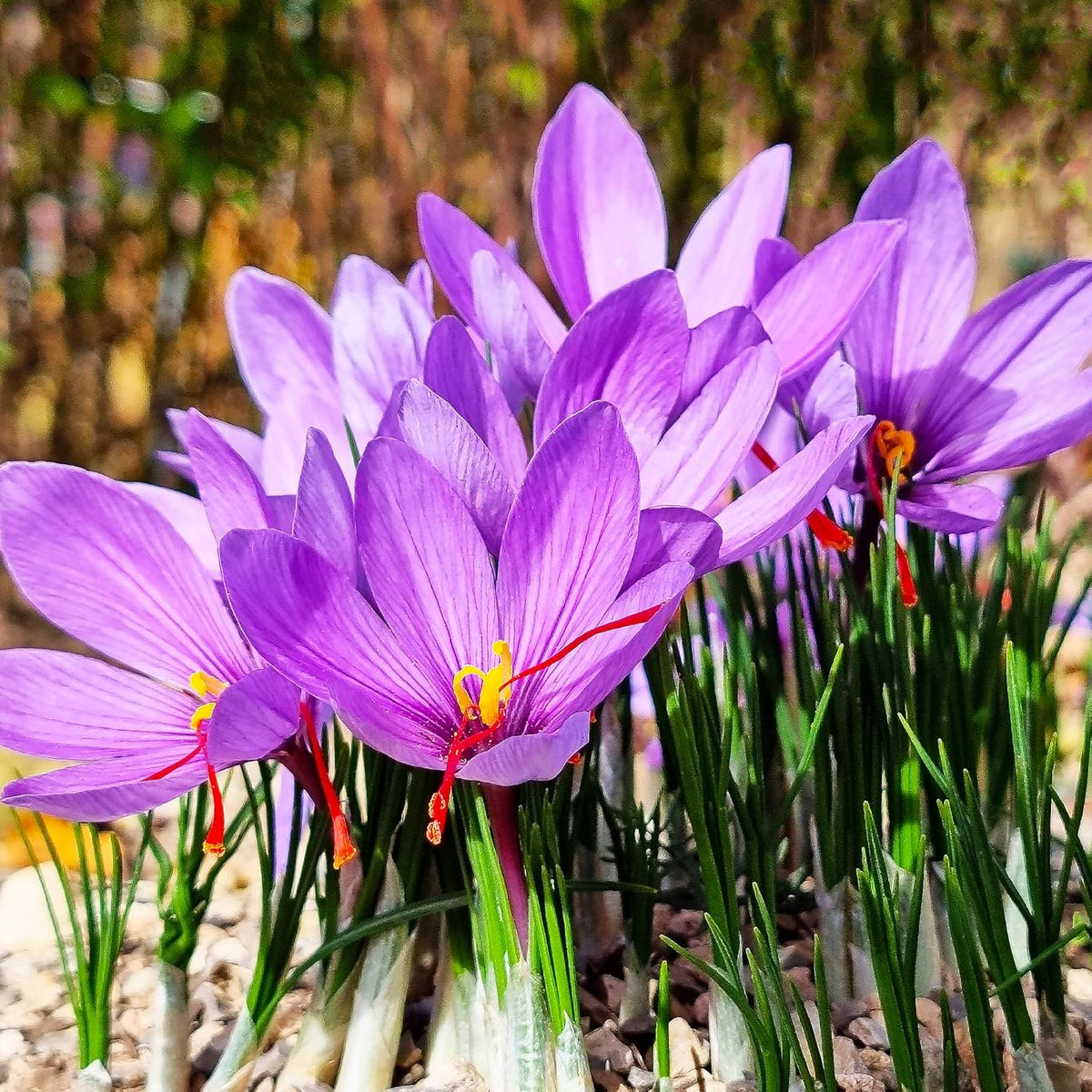 Autumn Crocus Flower seeds for Planting Garden Favorite Heirloom & GMO Free Seeds for Home Garden 
 
 Sale seeds for home garden planting