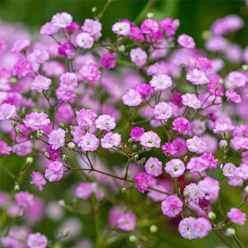 Pink Gypsophila Flower seeds for Planting - Premium Quality, Heirloom & GMO Free Seeds for Home Garden
 
 Sale seeds for planting in home garden
