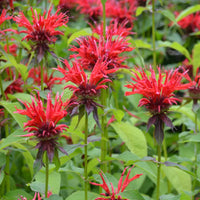 Monarda Flower seeds for Planting - Compact Growth, Heirloom & GMO Free Seeds for Home Garden