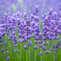 Lavender Fragrant Flower seeds for Planting Low Maintenance Heirloom & GMO Free Seeds for Home Garden 
 
 Sale seeds for home garden planting