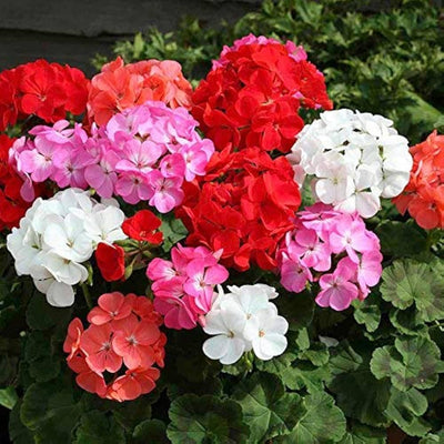 100 Pcs