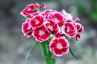 Burgundy White Dianthus Flower seeds for Planting Fragrant Blossoms Heirloom & GMO Free Seeds for Home Garden 
 
 Sale