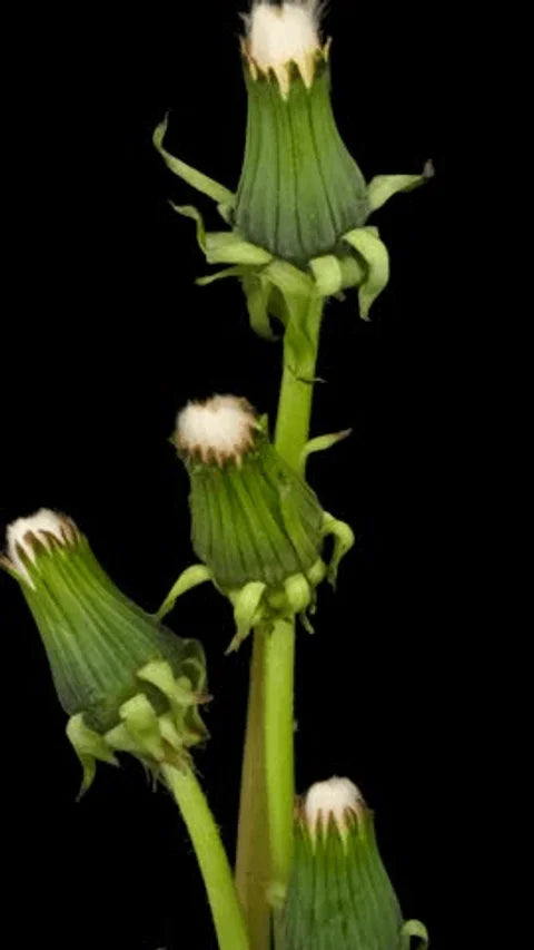 Green Dandelion Flower seeds for Planting - Seasonal Bloomer, Heirloom & GMO Free Seeds for Home Garden