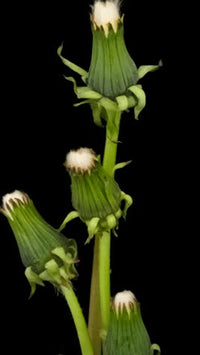 Green Dandelion Flower seeds for Planting - Seasonal Bloomer, Heirloom & GMO Free Seeds for Home Garden