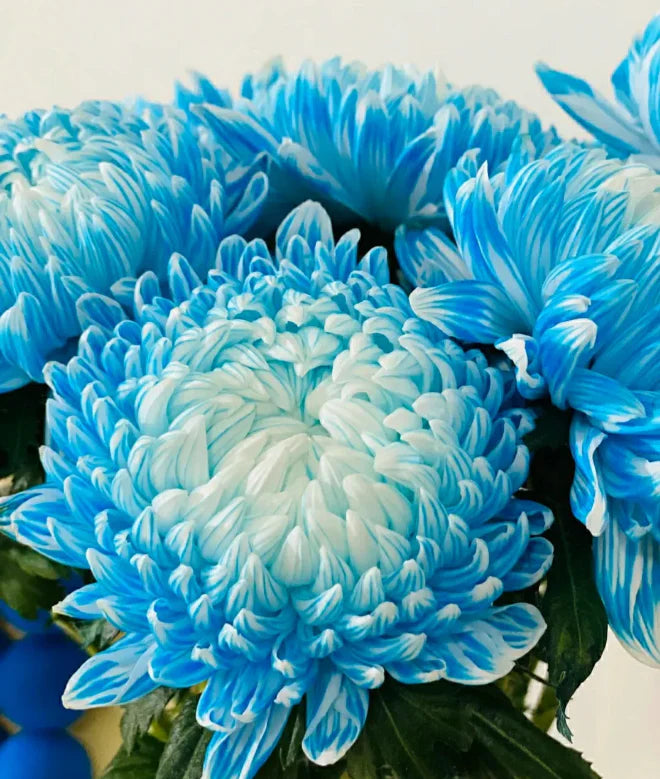 Sky Blue White Chrysanthemum Flower seeds for Planting - Wildflower Mix, Heirloom & GMO Free Seeds for Home Garden