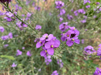 Violet Linifolium Flower Seeds  Perfect for Planting & Growing
