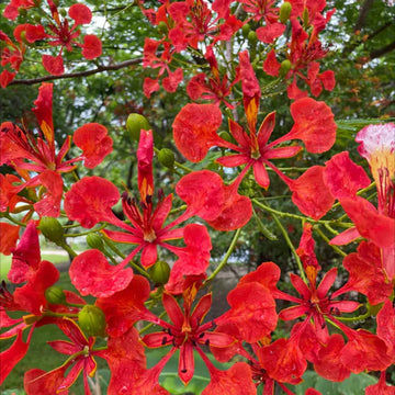 Red Jacaranda Flower seeds for Planting Wildflower Mix Heirloom & GMO Free Seeds for Home Garden