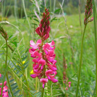 Heirloom Sainfoin Flower seeds for Planting - Pollinator Friendly, Heirloom & GMO Free Seeds for Home Garden