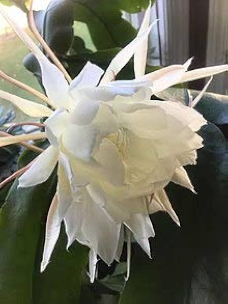 Epiphyllum Oxypetalum Flower seeds for Planting - Pollinator Friendly, Heirloom & GMO Free Seeds for Home Garden