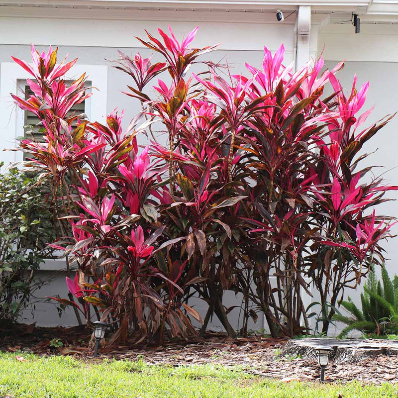 Cordyline Flower seeds for Planting - Easy to Grow, Heirloom & GMO Free Seeds for Home Garden