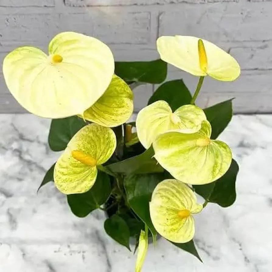 Light Yellow Anthurium Flower seeds for Planting Wildflower Mix Heirloom & GMO Free Seeds for Home Garden