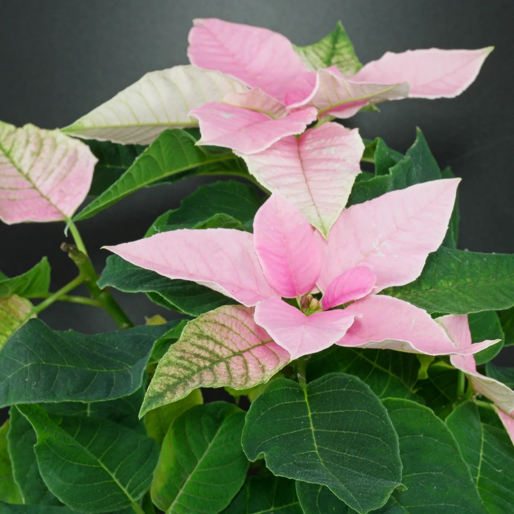 Light Pink Euphorbia Pulcherrima Flower seeds for Planting - Pollinator Friendly, Heirloom & GMO Free Seeds for Home Garden