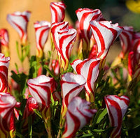 Red White Candy Cane Flower seeds for Planting - Wildflower Mix, Heirloom & GMO Free Seeds for Home Garden