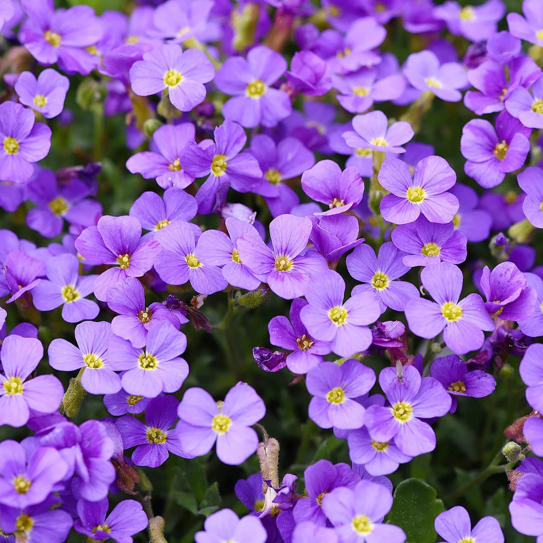 Aubretia Flower seeds for Planting Premium Quality Heirloom & GMO Free Seeds for Home Garden 
 
 Sale