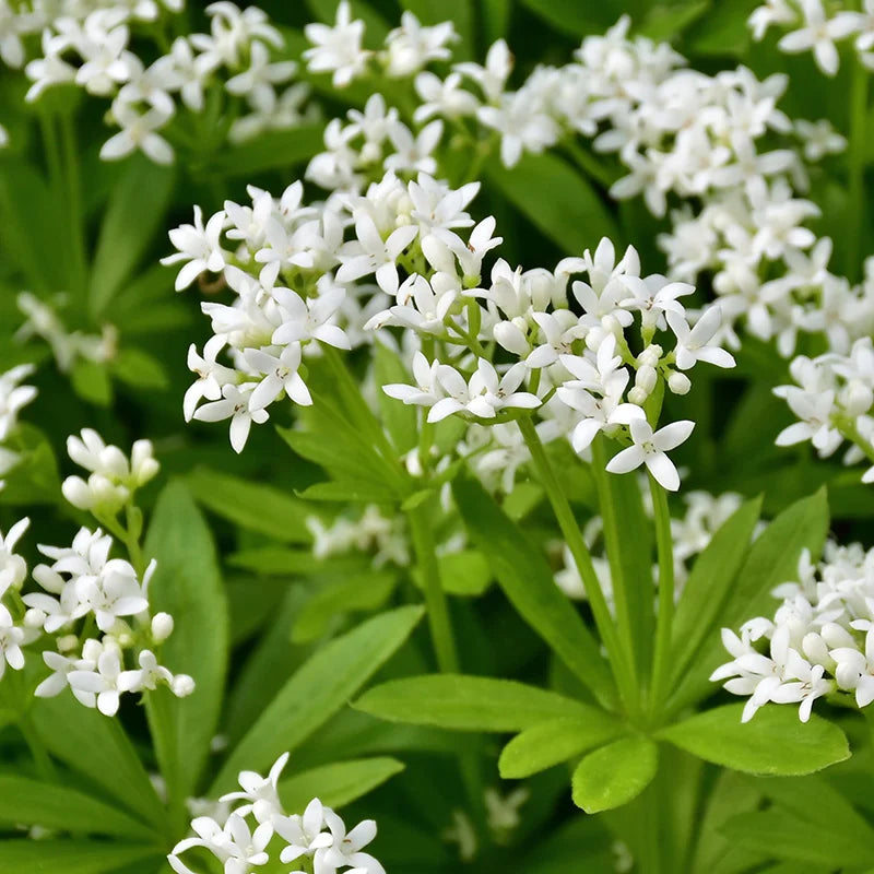 Woodruff Flower seeds for Planting - Compact Growth, Heirloom & GMO Free Seeds for Home Garden