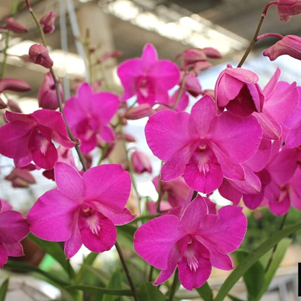 Dendrobium Flower seeds for Planting Wildflower Mix Heirloom & GMO Free Seeds for Home Garden