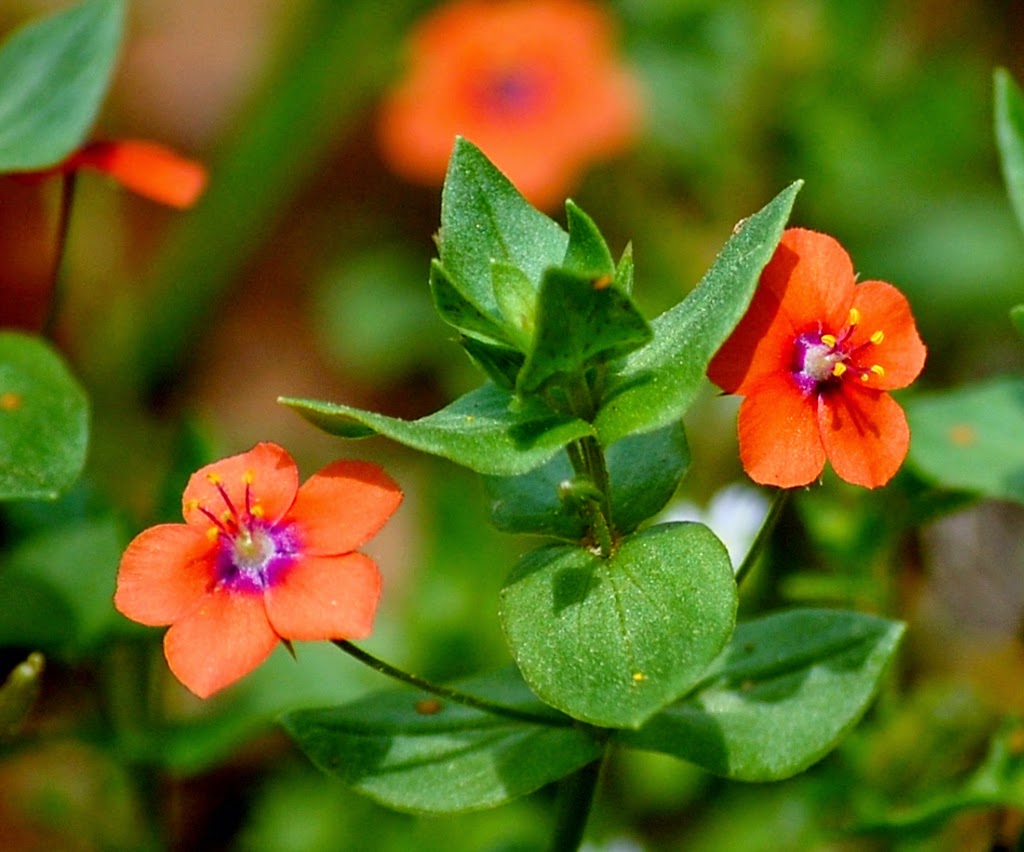 Pimpernel Anagallis Flower seeds for Planting Cottage Garden Essential Heirloom & GMO Free Seeds for Home Garden