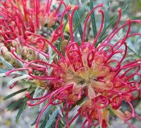 Mixed Grevillea Flower seeds for Planting - Sun Loving, Heirloom & GMO Free Seeds for Home Garden