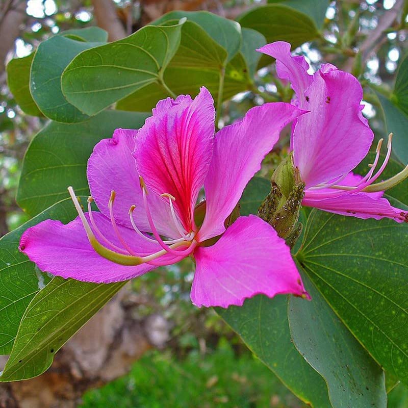 Goldilocks Flower seeds for Planting Easy to Grow Heirloom & GMO Free Seeds for Home Garden 
 
 Sale