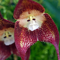 Chocolate Monkey Orchid Flower seeds for Planting Wildflower Mix Heirloom & GMO Free Seeds for Home Garden 
 
 Sale