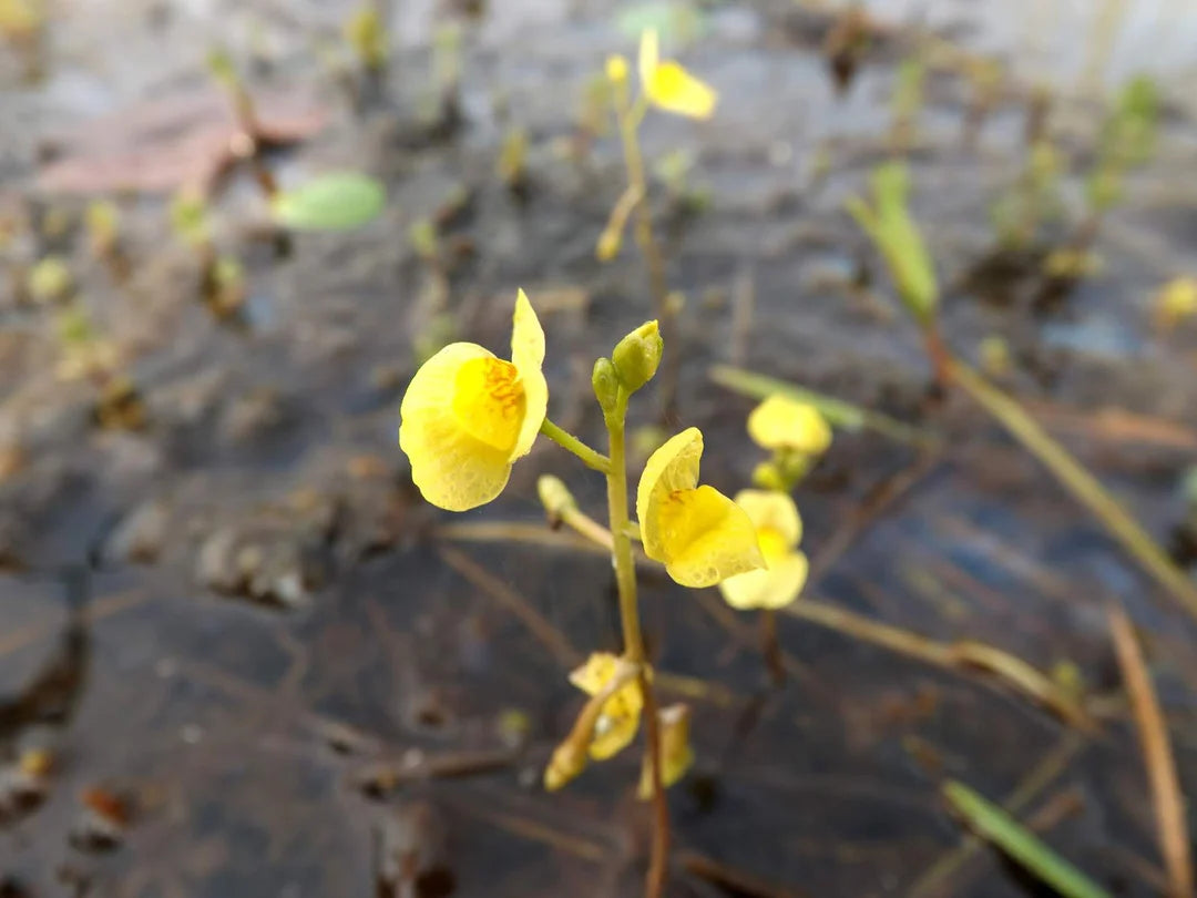 Yellow Utricularia Flower seeds for Planting - Easy to Grow, Heirloom & GMO Free Seeds for Home Garden