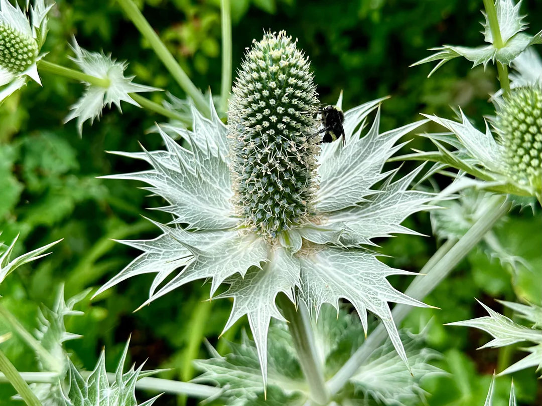 Silver Holly Flower seeds for Planting Hardy Variety Heirloom & GMO Free Seeds for Home Garden 
 
 Sale