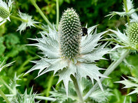 Silver Holly Flower seeds for Planting Hardy Variety Heirloom & GMO Free Seeds for Home Garden 
 
 Sale