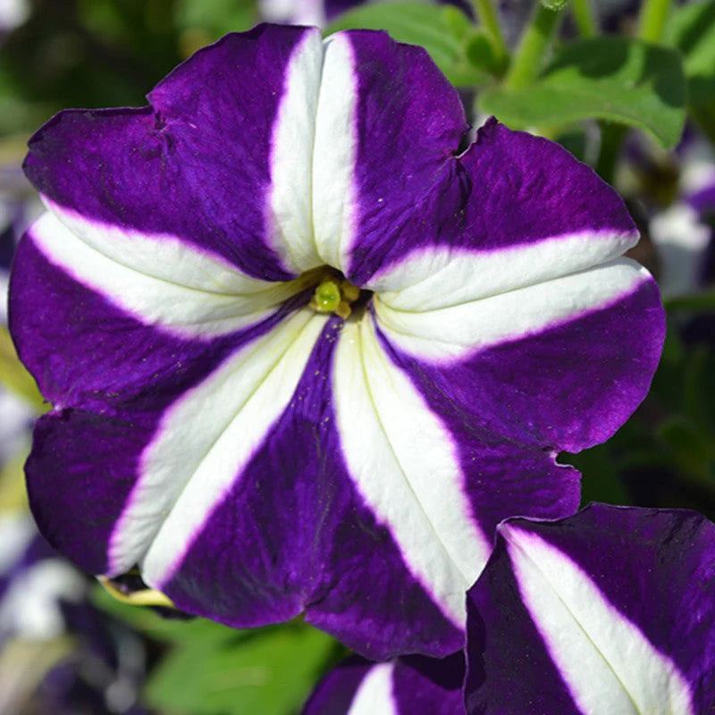 Violet White Petunia Petals Planting Seeds: Delightful Floral Addition for Your Landscape
