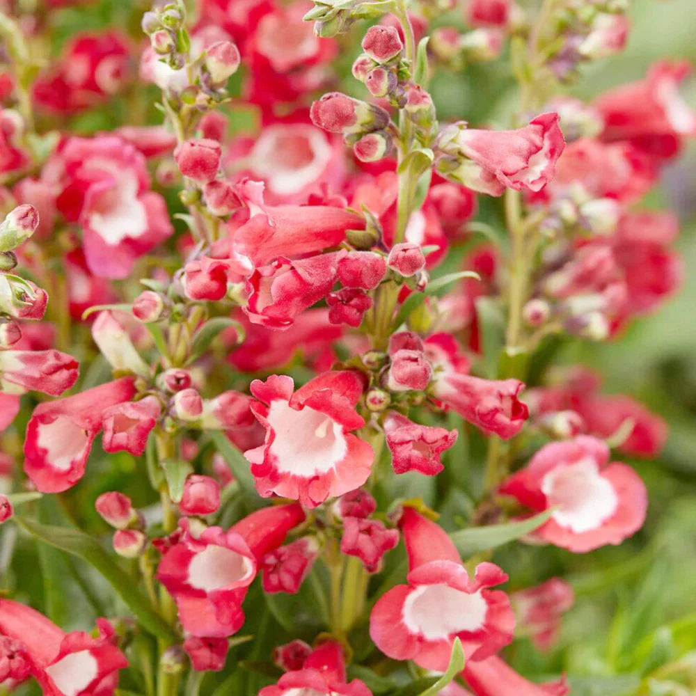 Hartwegi Flower seeds for Planting Colorful Display Heirloom & GMO Free Seeds for Home Garden 
 
 Sale