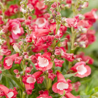 Hartwegi Flower seeds for Planting Colorful Display Heirloom & GMO Free Seeds for Home Garden 
 
 Sale