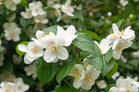 Heirloom Philadelphus Lewisii Flower seeds for Planting Easy to Grow Heirloom & GMO Free Seeds for Home Garden