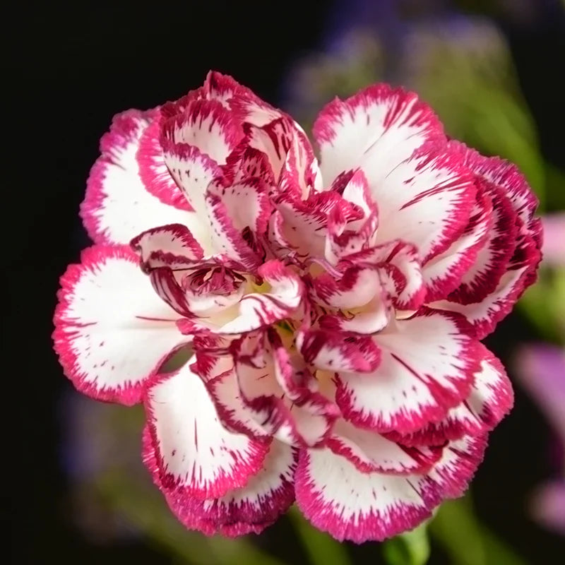 White Red Carnations Flower seeds for Planting - Pollinator Friendly, Heirloom & GMO Free Seeds for Home Garden