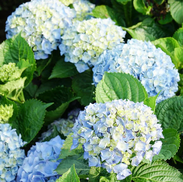 Sea Blue Hydrangea Flower seeds for Planting - Sun Loving, Heirloom & GMO Free Seeds for Home Garden