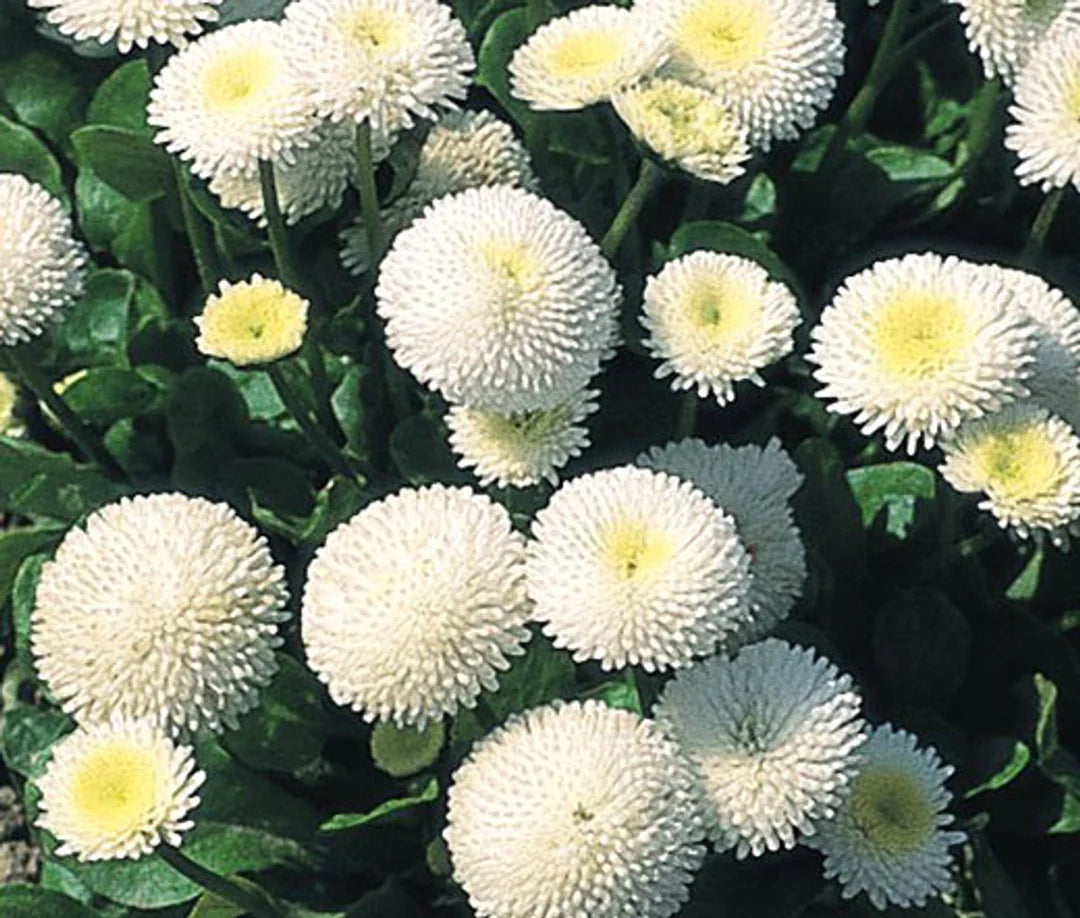 White Bellis Flower seeds for Planting - Cottage Garden Essential, Heirloom & GMO Free Seeds for Home Garden