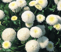 White Bellis Flower seeds for Planting - Cottage Garden Essential, Heirloom & GMO Free Seeds for Home Garden