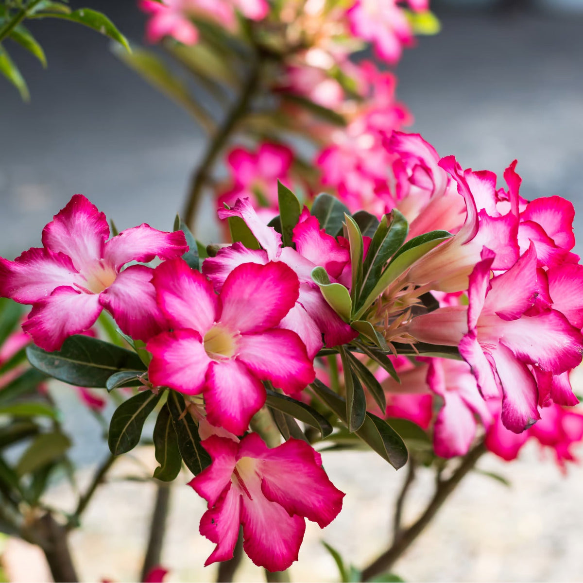 Mixed Adenium Obesum Flower Seeds Flower seeds for Planting Drought Tolerant Heirloom & GMO Free Seeds for Home Garden
 
 Sale seeds for home garden planting