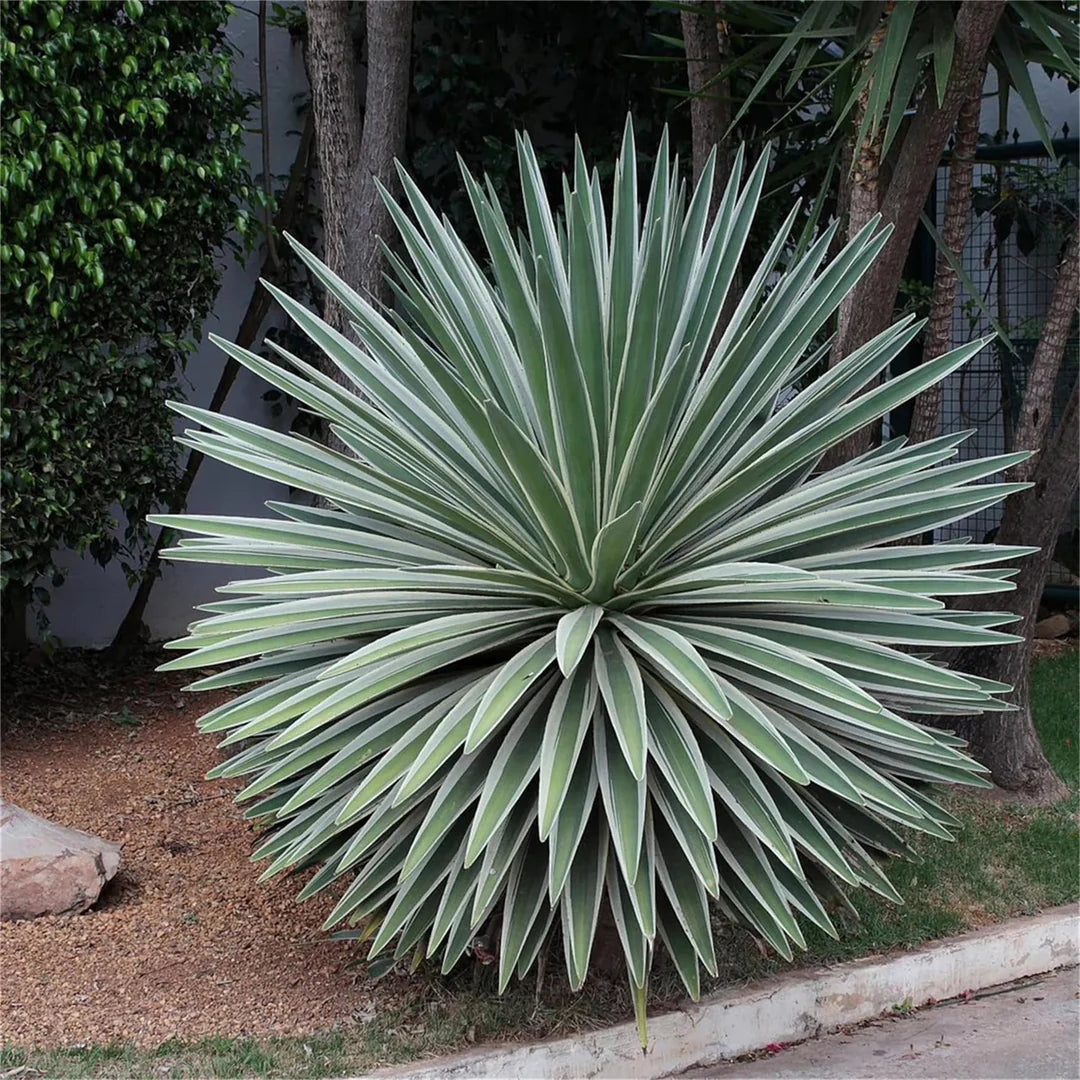 Green Agave Angustifolia Flower seeds for Planting Perfect for Borders Heirloom & GMO Free Seeds for Home Garden 
 
 Sale
