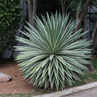 Green Agave Angustifolia Flower seeds for Planting Perfect for Borders Heirloom & GMO Free Seeds for Home Garden 
 
 Sale