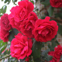 Red Thornless Rose Seeds for Planting  Beautiful Blooms Without Thorns