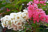 Mixed Crepe Myrtle Flower seeds for Planting - Bright Blooms, Heirloom & GMO Free Seeds for Home Garden