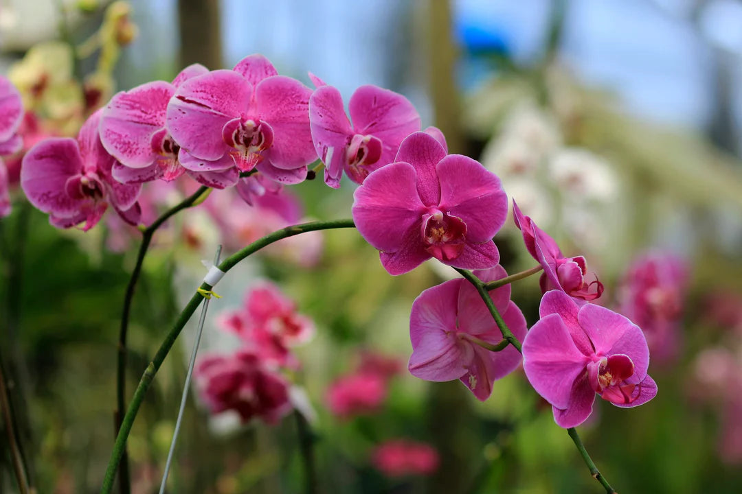 Thick Pink Orchid Flower seeds for Planting Fragrant Blossoms Heirloom & GMO Free Seeds for Home Garden 
 
 Sale