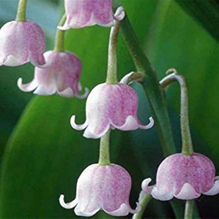 White Purple Bell Orchid Flower seeds for Planting - Drought Tolerant, Heirloom & GMO Free Seeds for Home Garden