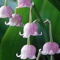 White Purple Bell Orchid Flower seeds for Planting - Drought Tolerant, Heirloom & GMO Free Seeds for Home Garden