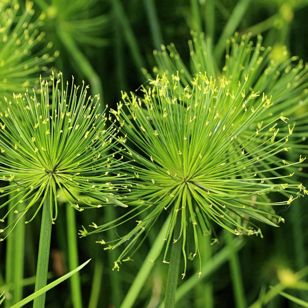 Papyrus Flower seeds for Planting Long Bloom Season Heirloom & GMO Free Seeds for Home Garden