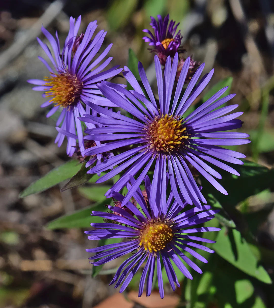 Purple Novae Angliae Flower seeds for Planting Cut Flower Favorite Heirloom & GMO Free Seeds for Home Garden
 
 Sale