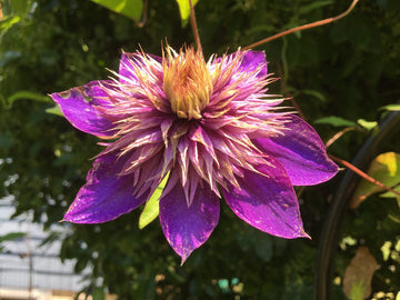 Yellow Purple Clematis Flower seeds for Planting - Pollinator Friendly, Heirloom & GMO Free Seeds for Home Garden
