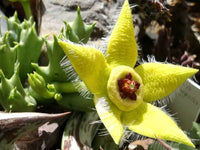 Stapelia Flower seeds for Planting Hardy Variety Heirloom & GMO Free Seeds for Home Garden