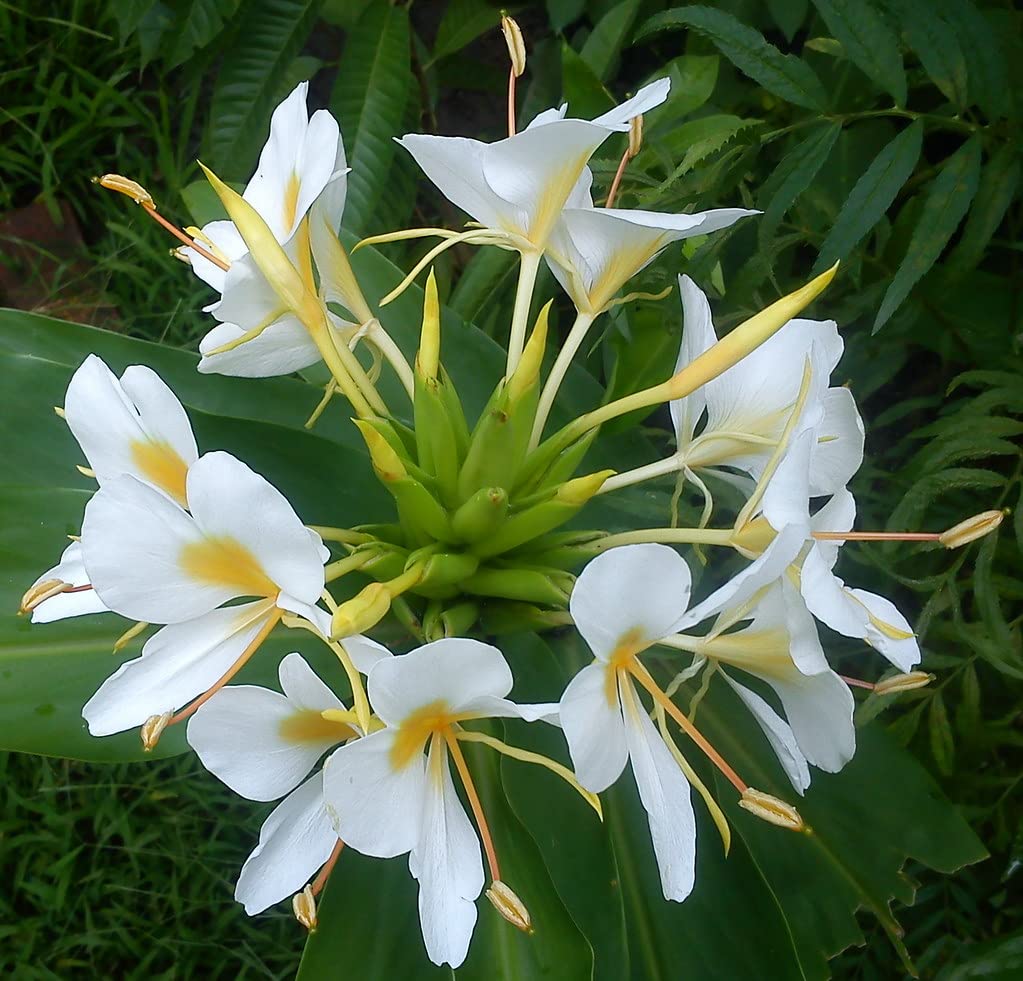 Heirloom Hedychium Coronarium Flower seeds for Planting Premium Quality Heirloom & GMO Free Seeds for Home Garden