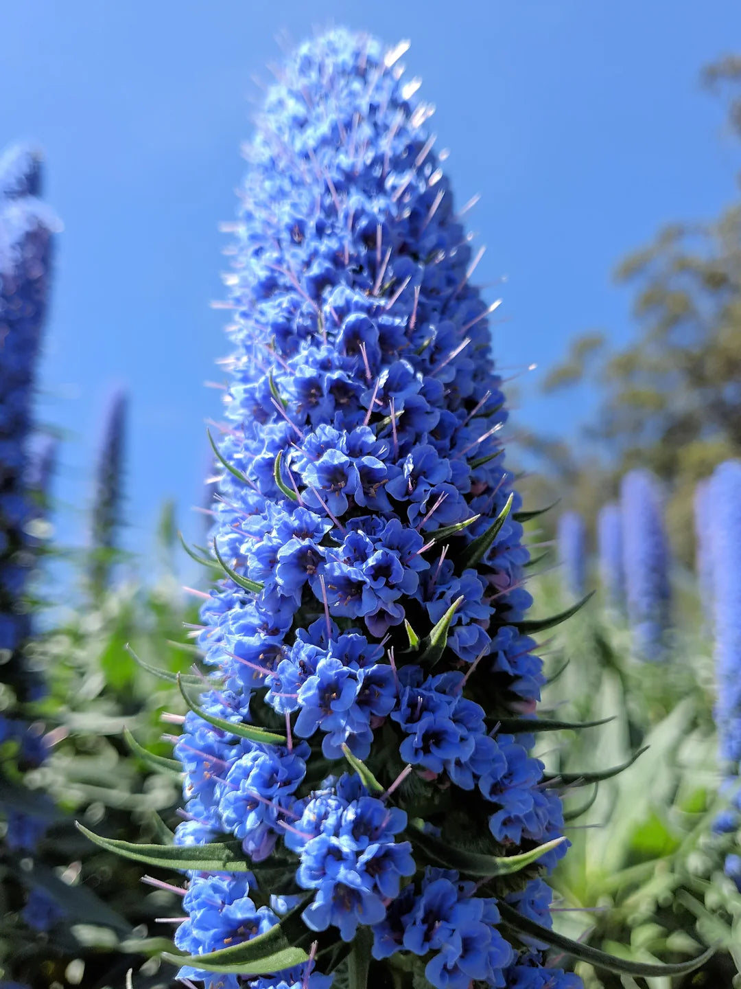 Blue Fastuosum Flower seeds for Planting - Easy to Grow, Heirloom & GMO Free Seeds for Home Garden