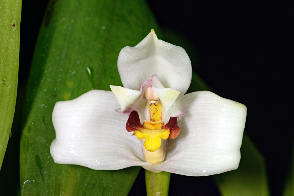 White Mix Cymbidium Maxillaria Flower Seeds for Planting Sun Loving Heirloom & GMO Free Seeds for Home Garden
 
 Sale